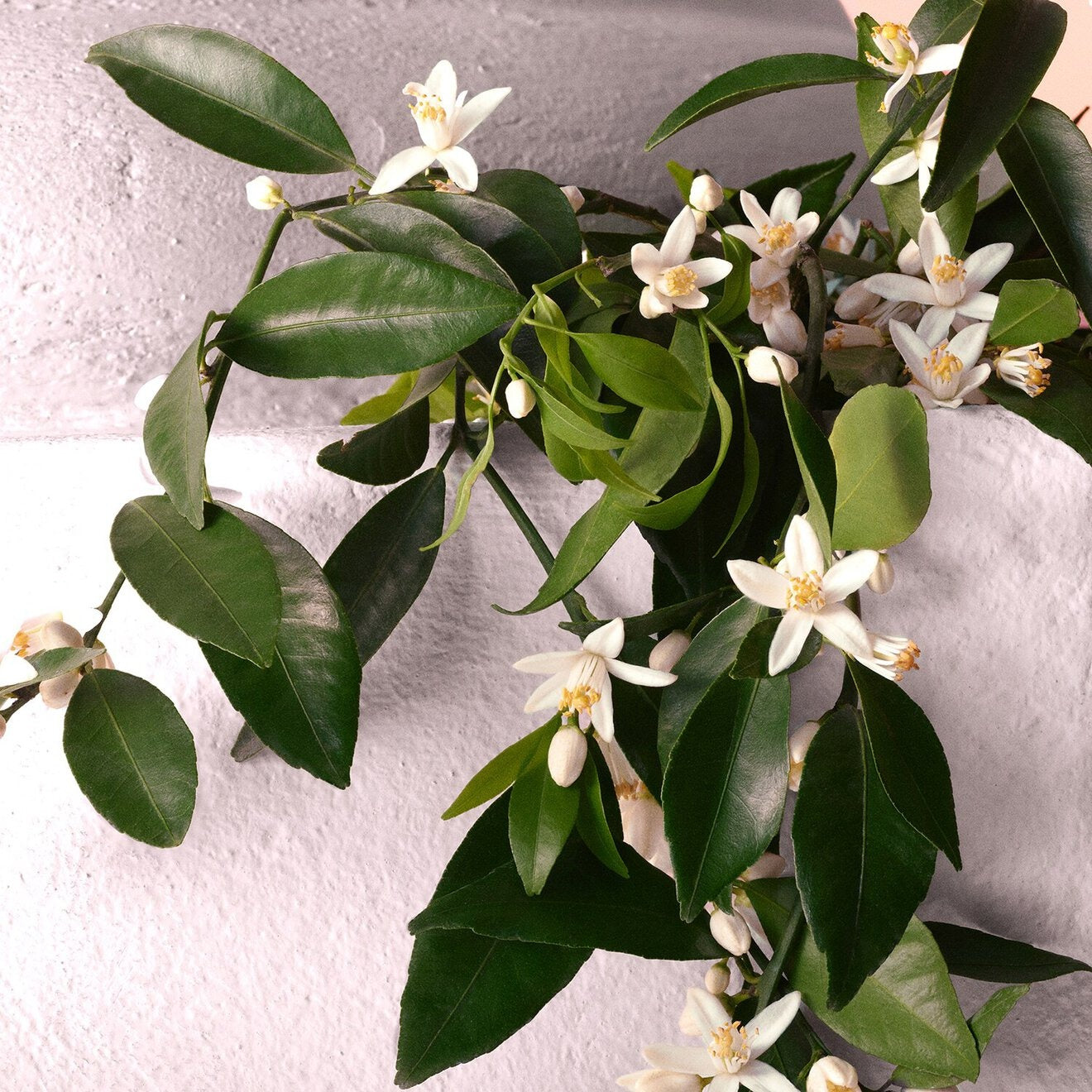 Dolce & Gabbana Devotion EDP Intense 100ML