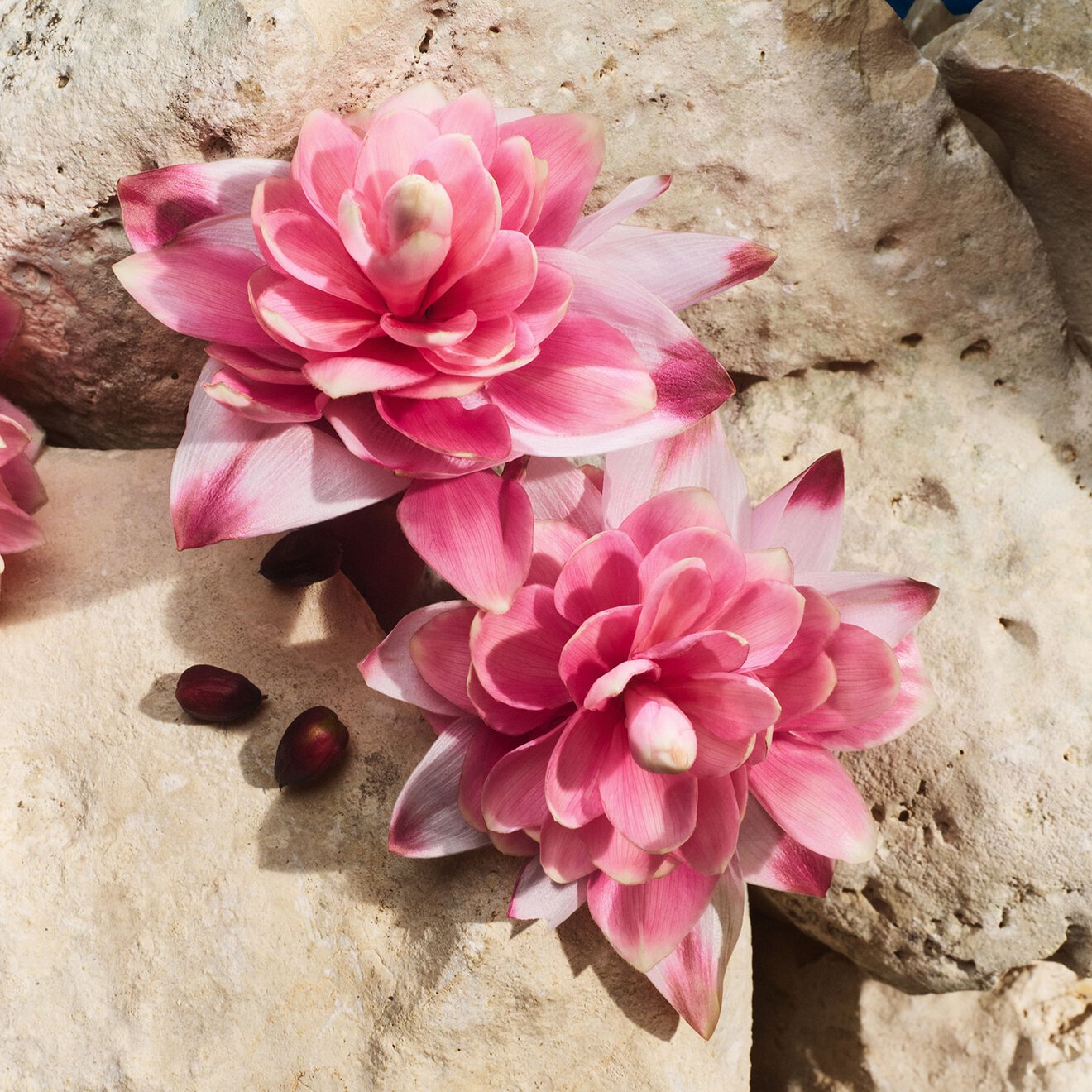 Dolce & Gabbana Light Blue Capri In Love Female EDP 100ML